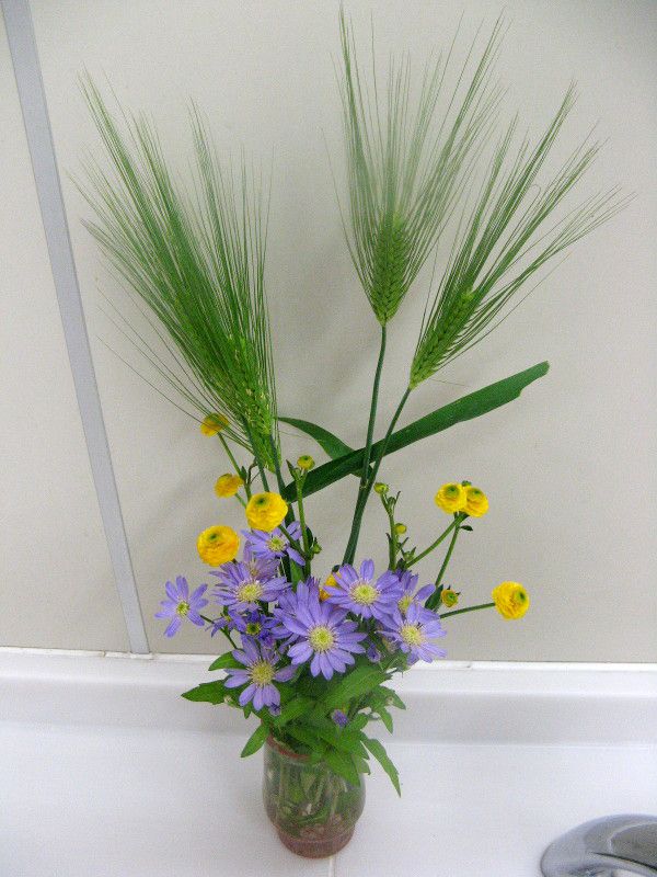 �u���[�f�[�W�[(Blue daisy)
